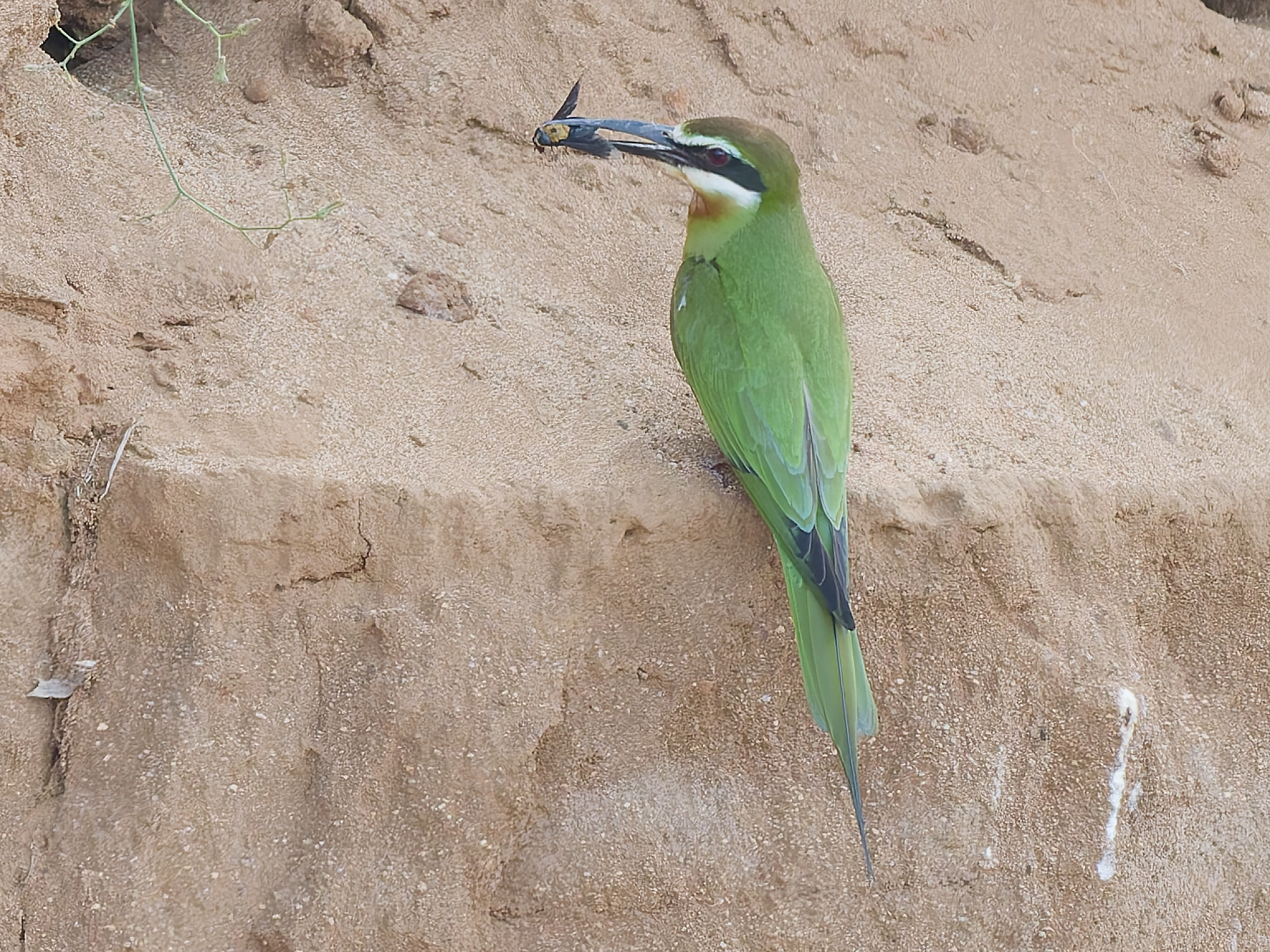 Olive bee-eater (Merops superciliosus)